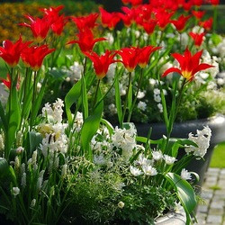 Anemone blanda 'White Splendour',Hyacinthus 'White Pearl',Muscari botryoides 'Album',Tulipa 'Dyanito'